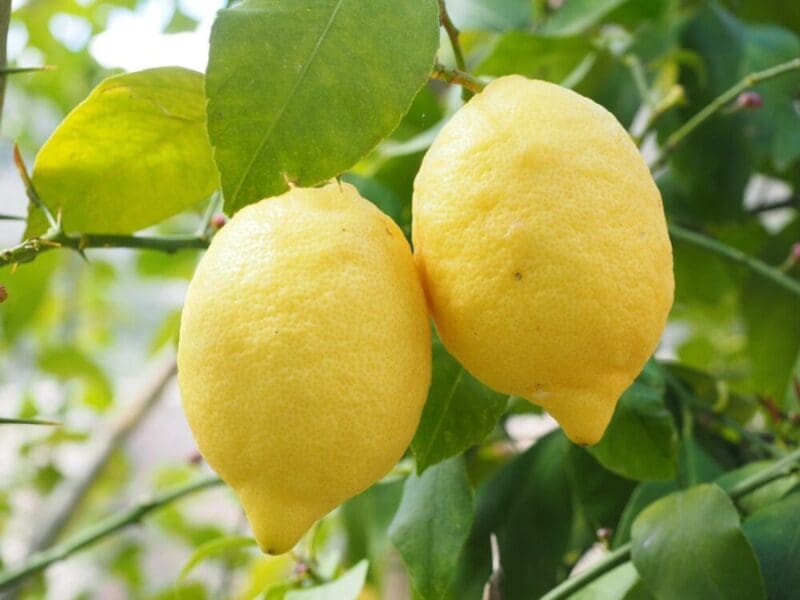0719limonade2