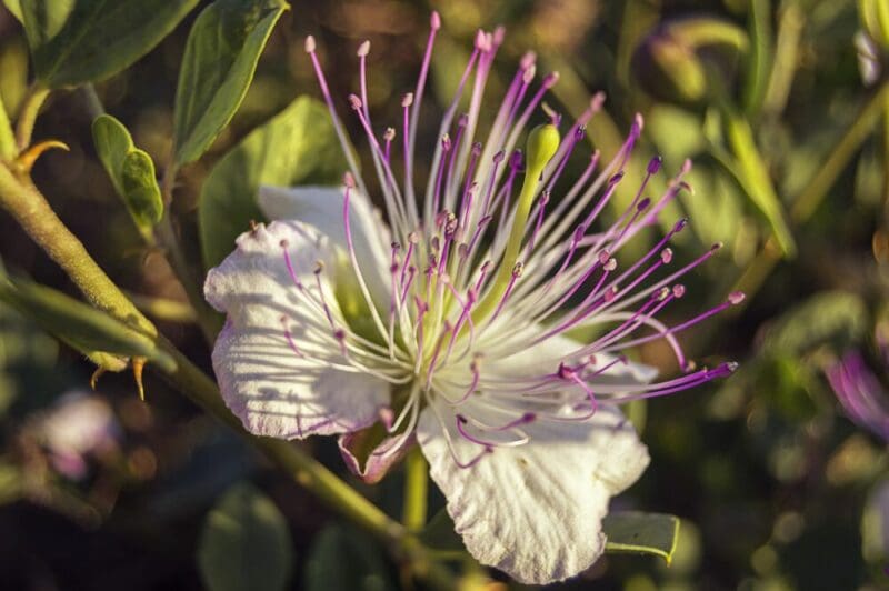 Kapribogyó - mire is használjuk pontosan? 1 flower 3493484 1280