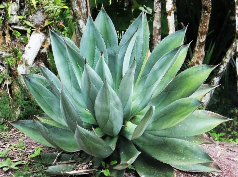 giant aloe vera 1546738 1280 1