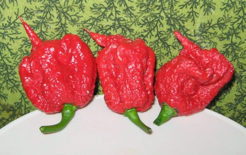 Egészséges, ha szeretem a csípőset? 1 Carolina Reaper pepper pods