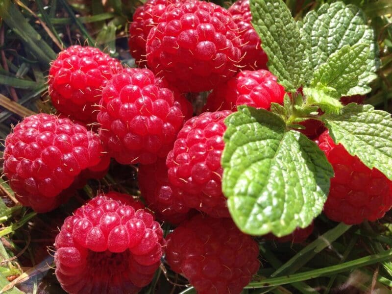 rasberry 2812469 1280