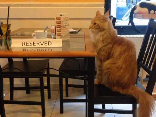 cat cafe budapest