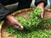 Zöld, sárga, vörös, fehér: teaismereti gyorstalpaló