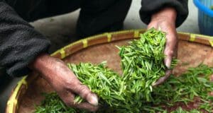 Zöld, sárga, vörös, fehér: teaismereti gyorstalpaló