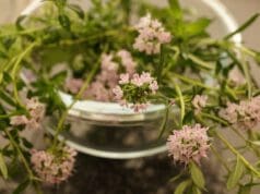 Ismerjük meg a kakukkfüvet!