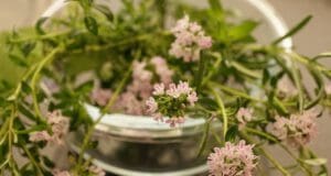 Ismerjük meg a kakukkfüvet!