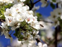 Szúnyogirtás = gyümölcsirtás