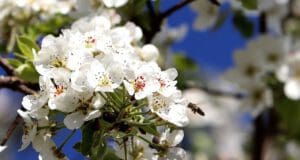 Szúnyogirtás = gyümölcsirtás