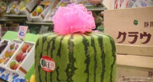 Elindult a kocka alakú görögdinnyék idei első szállítmánya Japánban