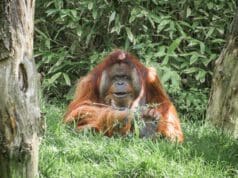 Az orángután és az élelmiszeripar