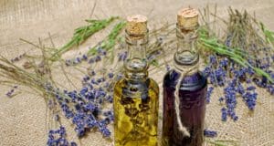 Levendulanapok a Szegedi Tudományegyetem füvészkertjében