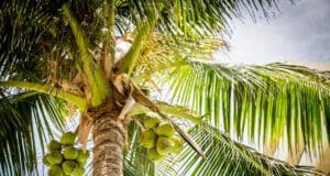 Teher alatt nő a pálma