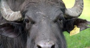 Innen jön a mozzarella!