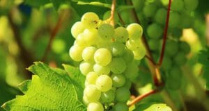 Csobánc: a magányos tanú, terroir borokkal