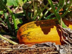 Tökmagolaj télen – nyáron