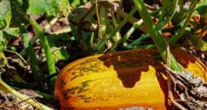 Tökmagolaj télen – nyáron