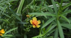 Isteni fűszer: a tárkony