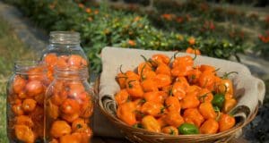 Csípős Fesztivál lesz a hétvégén Nagymaroson csípős fesztivál habanero