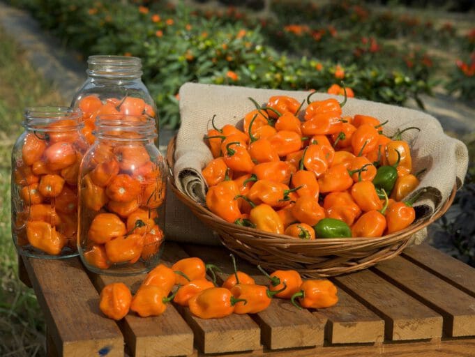 csípős fesztivál habanero