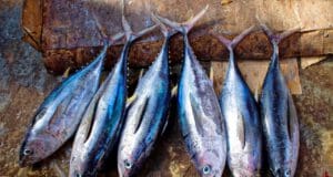 Ha imádod a halat – Budaörsi halünnep Vol. 2