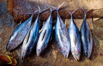 Ha imádod a halat – Budaörsi halünnep Vol. 2