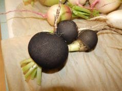 A fekete retek – olcsó, finom orvosság