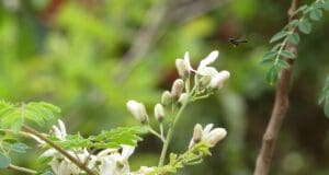 Moringa alias lóretekfa – a titokzatos növény