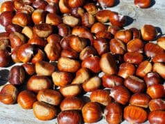 Sült gesztenye házilag néhány lépésben