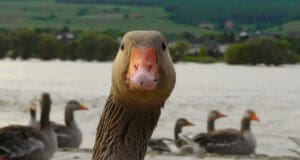 Mégis miért eszünk Márton napján sült libát?