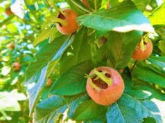 A csúnyácska, ám de különleges gyümölcs: a naspolya