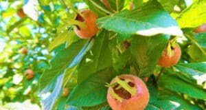 A csúnyácska, ám de különleges gyümölcs: a naspolya