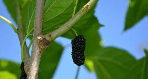 Faeper, az elfeledett, ázsiai gyümölcsünk