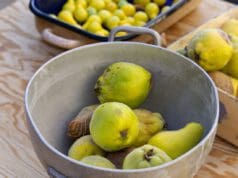 A késő ősz fanyar meglepetése – a birsalma