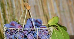 A világ egyik legjobb emésztésserkentője – a szilva