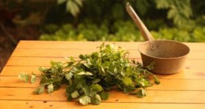 Egy megosztó, ámde különleges fűszer – a koriander