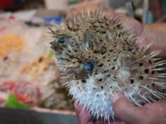 TOP 3 legveszélyesebb étel a világon