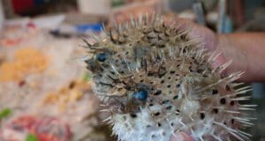 TOP 3 legveszélyesebb étel a világon