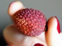 Mi fán terem a licsi?