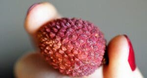 Mi fán terem a licsi?