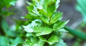 Lestyán, avagy egy régi vágású úr a fűszerek világában