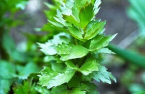 Lestyán, avagy egy régi vágású úr a fűszerek világában