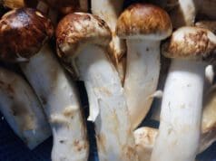 Íme a világ legdrágább ételei