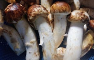 Íme a világ legdrágább ételei