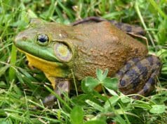 3 étel, amelyet, ha nem jól készítünk, gyilkolhat