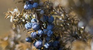 Egy méltán ismert magyar fűszer: a boróka bogyó hatásai