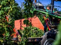 20 hektárral is nőhetnek a komlóföldek Magyarországon komló