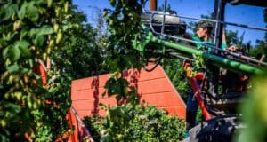 20 hektárral is nőhetnek a komlóföldek Magyarországon komló