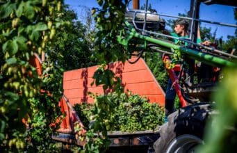 20 hektárral is nőhetnek a komlóföldek Magyarországon komló