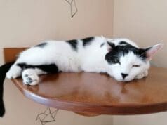 Kávézz cicákkal! cat_café