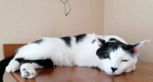 Kávézz cicákkal! cat_café